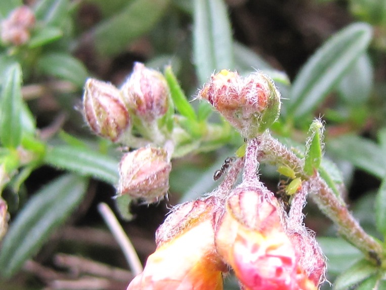 Helianthemum nummularium / Eliantemo maggiore